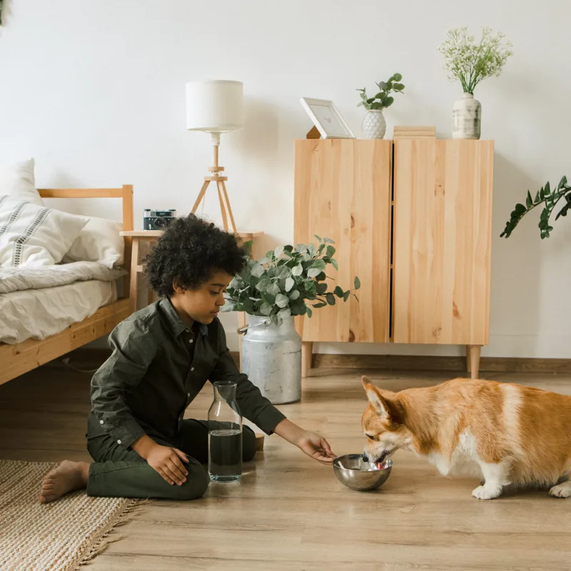 A child kneels on a bedroom floor holding out a bowl of water to a corgi, looking after the dog in its owner’s home.